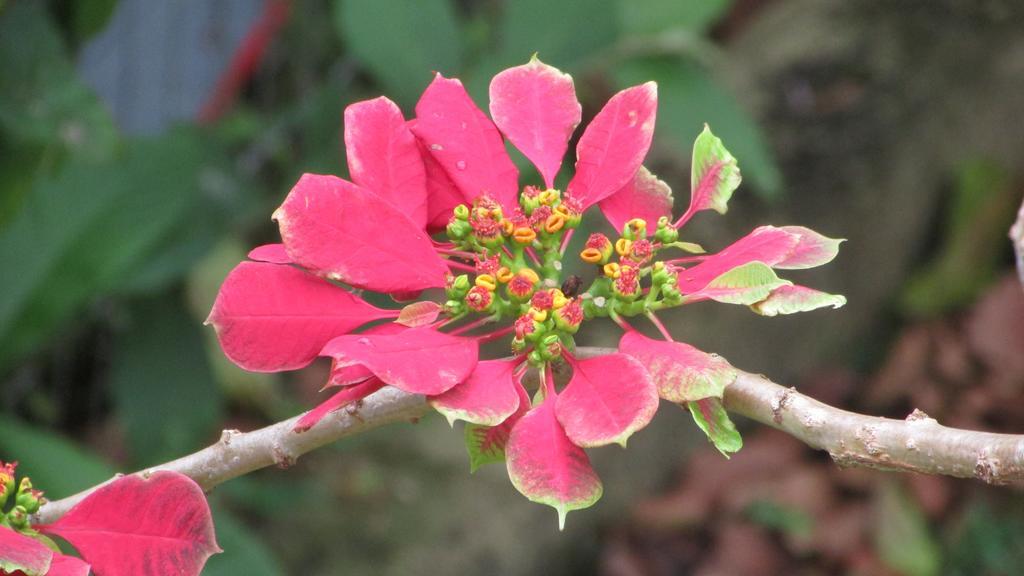 Pousada Laranja Lima Praia do Rosa Buitenkant foto